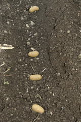 Kartoffel; Anbau, Bio, Hausgarten, Setzling,Glyphosat