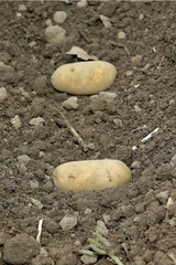 Kartoffel; Anbau, Bio, Hausgarten, Setzling,Glyphosat