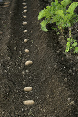 Kartoffel; Anbau, Bio, Hausgarten, Setzling,Glyphosat