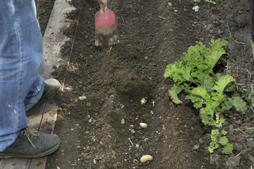 Kartoffel; Anbau, Bio, Hausgarten, Setzling,Glyphosat