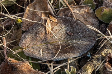 Frost