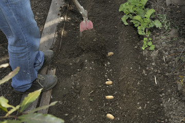 Kartoffel; Anbau, Bio, Hausgarten, Setzling,Glyphosat