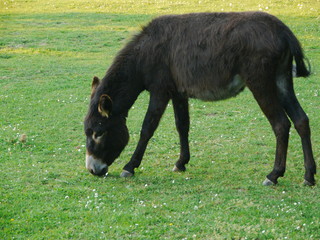 Fototapeta premium donkey green meadow 