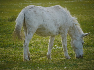 Obraz na płótnie Canvas white horse grazing green meadow 