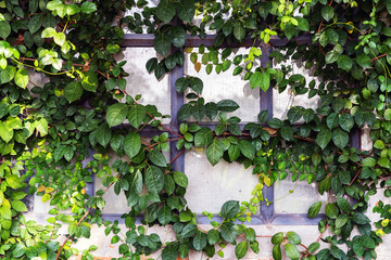 Green Ivy leaves on the wall