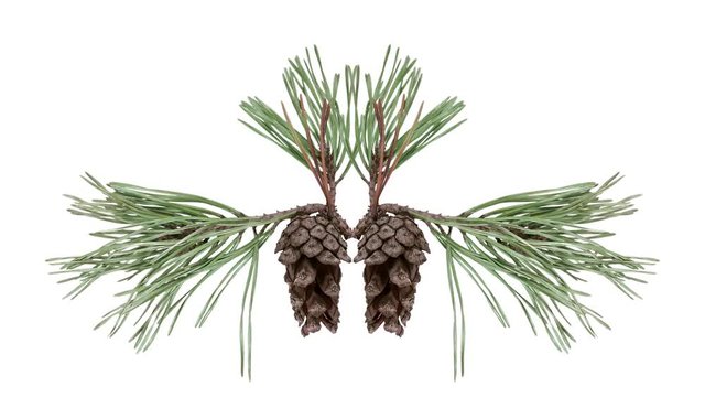 Time-lapse of opening pine cone 8a4 in UHD 4K PNG+ format with ALPHA transparency channel isolated on white background
