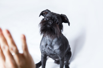 Black Dog. The Belgian Griffon