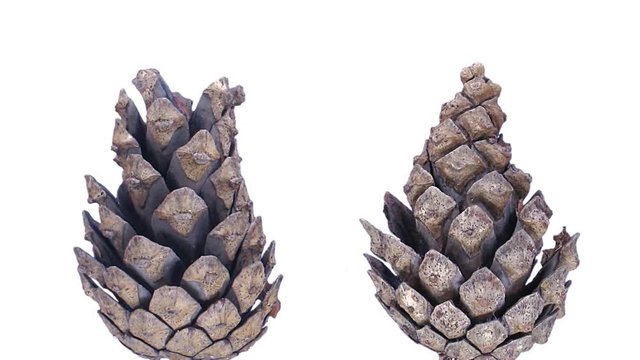 Time-lapse of opening pine cone 1c1 in PNG+ format with ALPHA transparency channel isolated on white background
