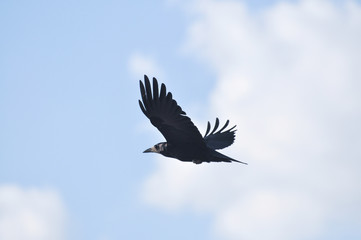 Rook (Corvus Frugilegus) flying over the city