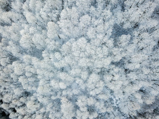 aerial top view snowy winter forest trees texture