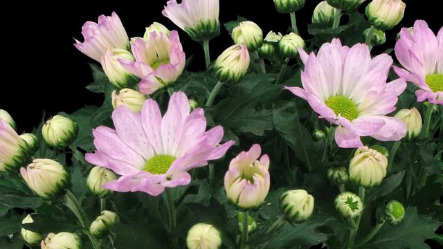 Time-lapse of opening pink chrysanthemum flower buds 3x3 in Digital Cinema Imaging 3K PNG+ format with ALPHA transparency channel isolated on black background
