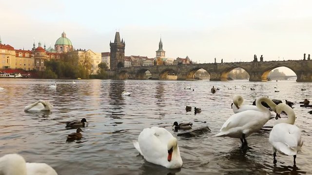 Swans on the Vltava River, Swans in Prague, panoramic view, wide angle, view of the old town and Charles Bridge across the Vltava River in Prague
