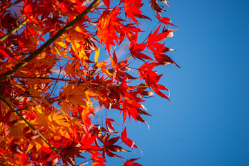 Maple leaves change color in autumn season