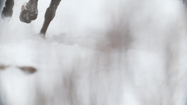 Equestrian sport - hooves of a horse galloping in snowy field