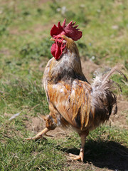 proud rooster with red crest walks with his paw stretched out in the henhouse