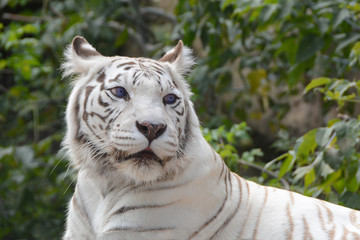 Bengal white tiger