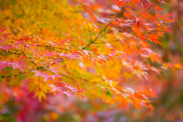 Maple leaves change color in autumn season