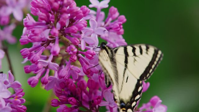 Eastern Tiger Swallowtail Butterfly on lilac flowers