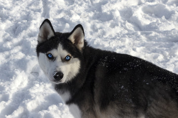 Malamute, with blue eyes in the snow with a stern face in the snow