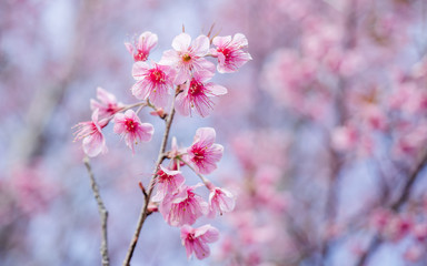 Pink Sakura flower of Thailand