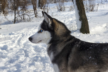  Malamute close-up on snow