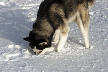husky, rummaging in the snow  in winter