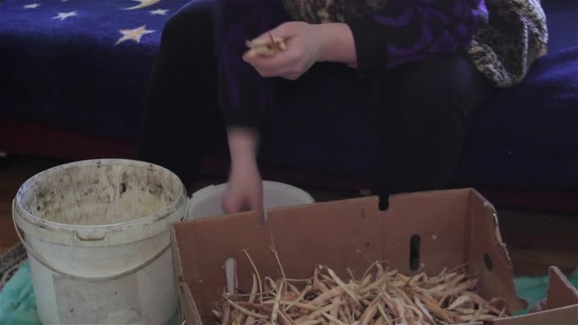 clean the dried peas,a village woman brushing dry peas in the house