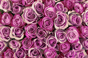 floral background. roses background. Beautiful gentle pink roses