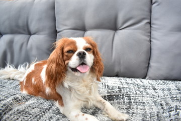King charles cavalier