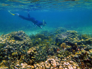 One man snorkeling on a coral reef with tropical fish in the Caribbean sea
