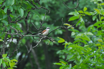 Red-backed shrike (Lanius Collurio) on the branch