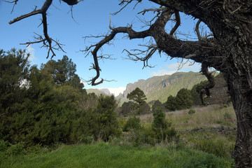 alter baum