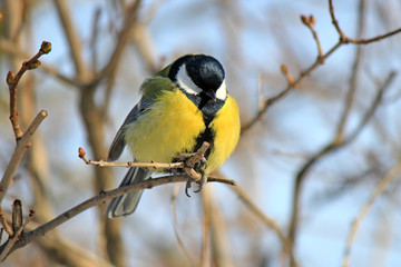 the titmouse has a rest on a branch