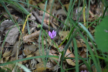 Nahaufnahme Lila Blume zwischen Gras