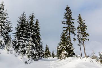 Trail through the winter forest in Karkonosze mountain, Sudety, Poland