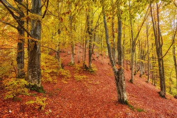 Fototapeta premium Landscape Nice fantasy Forest with creek in a golden Autumn.
