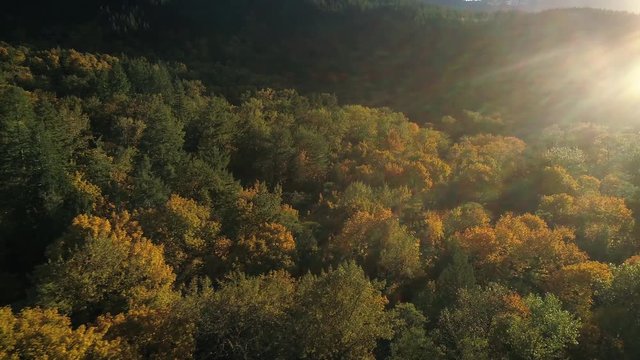Drone Panning to Sun Flare Over Colorful Pacific Northwest Forest in Fall Season