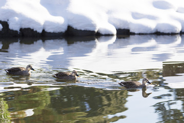 Spot bulled ducks swimming on a pond where the banks covering with snow in winter.

