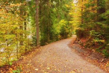 Obraz premium Pathway through the autumn forest