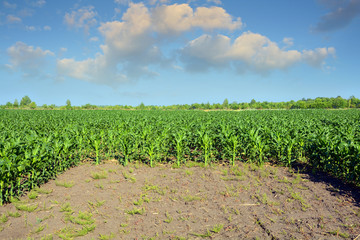 Fototapeta na wymiar Corn field. Corn field treated with chemicals for the destruction of weeds.