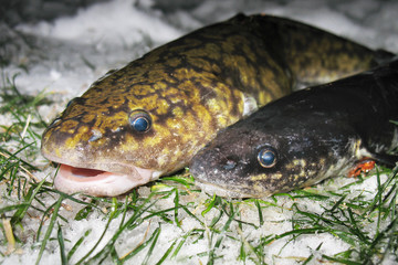 Raw freshwater fish burbot closeup on snow. Winter fishing. Ice fishing. Live in the river. Two Lota lota on the grass. Lake habitat.