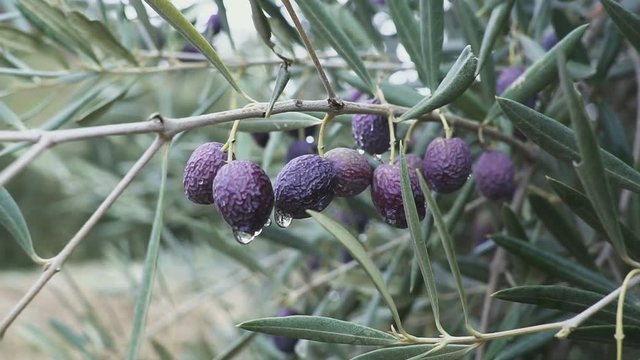 Hand of a Man is Touching some olive Fruit attached a the tree
