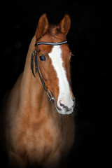 Portrait of beautiful horse