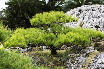 Garten im Shuri-Palast von Naha auf der Okinawa Insel von Japan.