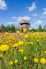 Łąka z wiatrakiem w tle w skansenie w Maurzycach © Dejan Gospodarek