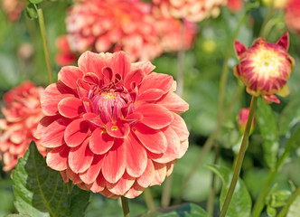 Dahlien, Dahlias