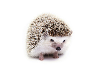 Little hedgehog on white background.
