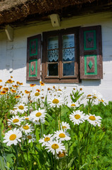 Fototapeta na wymiar Kwitnące kwiaty przed oknem chaty w skansenie w Maurzycach koło Łowicza