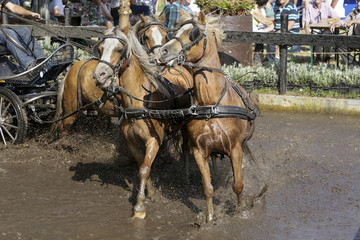 Door de waterbak galopperen met 4 span pony