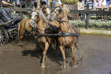 Naklejka na ściany i meble Door de waterbak galopperen met 4 span pony